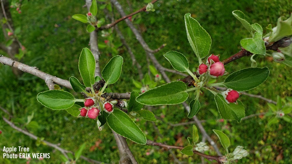 Apple Tree with red cherry colored blooms