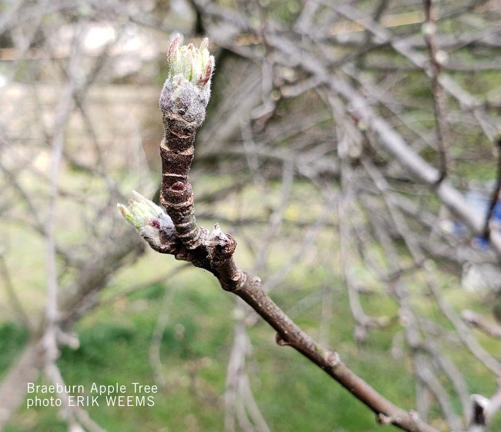 Braeburn Apple Tree Spring Bloom