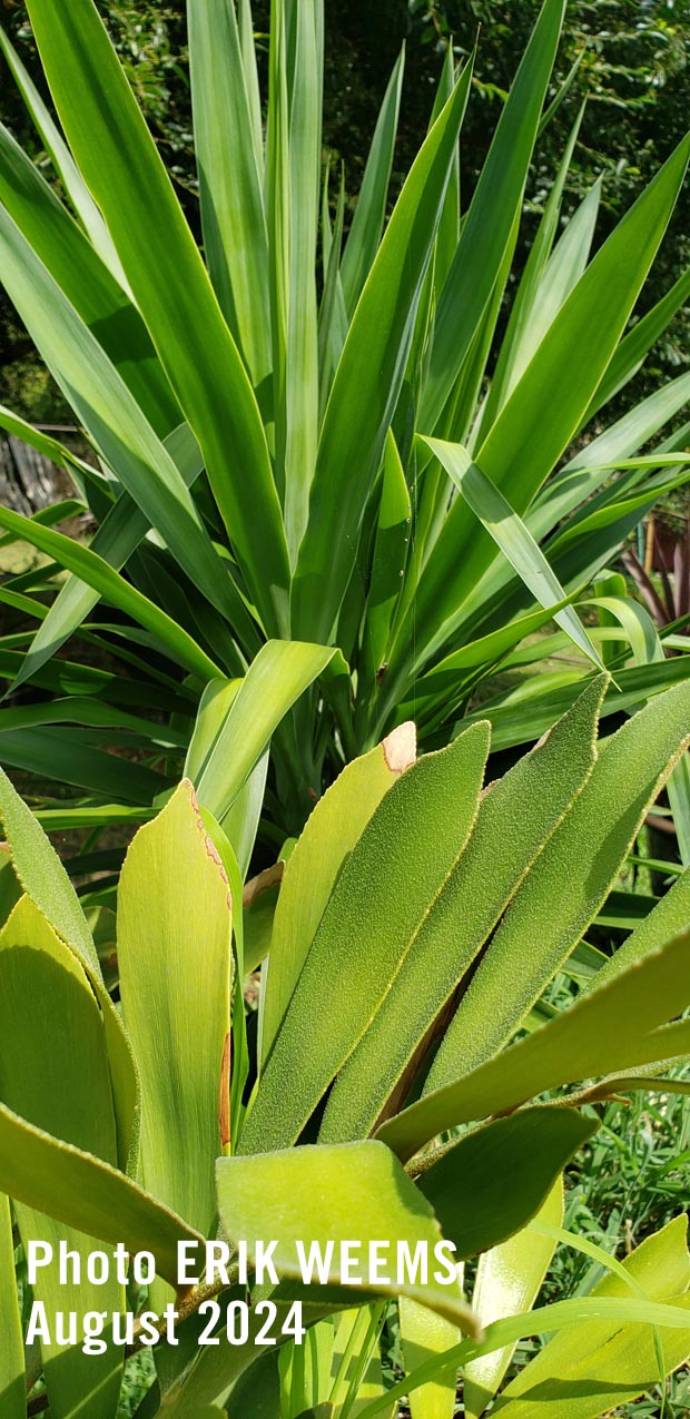 Virginia palm plants Chesterfield