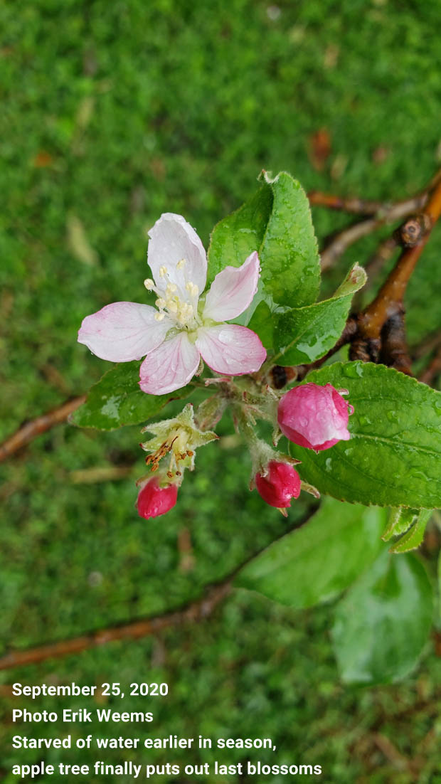 Late apple blossom growth in Chesterfield