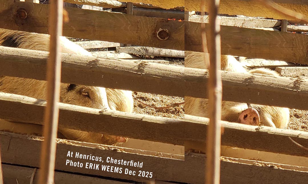 Hogs at the Henricus Historical Park in Chesterfield Virginia