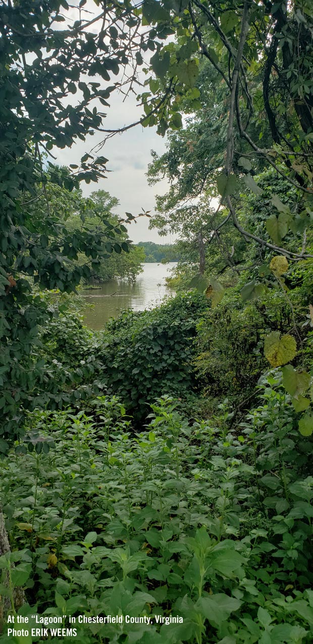 Green waterways in Chesterfield Virginia at the Lagoon near Henricus